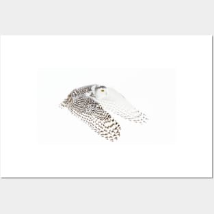 Wings Out - Snowy Owl Posters and Art